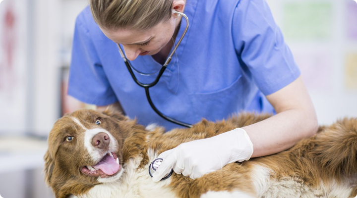 สำหรับสัตว์เลี้ยง